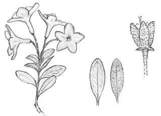 Rhododendron myrtifolium (by Piotr Szucki)