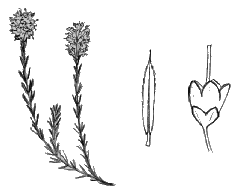 Bruckenthalia spiculifolia (by Piotr Szucki)